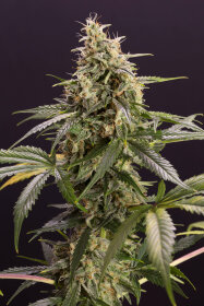 Humboldt Seed Organization Chem-Bomb AUTO - 3 automated seeds