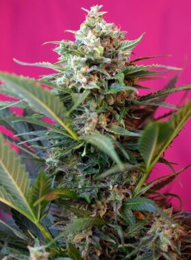 Sweet Seeds Big Devil XL® AUTO - 3 automated seeds