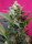 Sweet Seeds Big Devil XL® AUTO - 3 autoflowering Samen