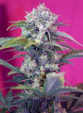 Sweet Seeds Cream Mandarine ® AUTO - 3 autoflowering...