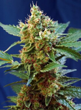 Sweet Seeds Cream Mandarine XL ® AUTO - 3...