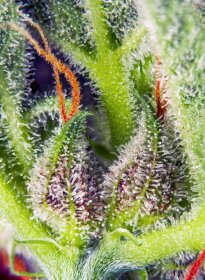 Sweet Seeds Cream Mandarine XL ® AUTO - 3 autoflowering Samen