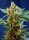 Sweet Seeds Cream Mandarine XL ® AUTO - 3 autoflowering Samen