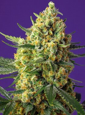 Sweet Seeds Crystal Candy XL ® AUTO - 3 autoflowering...