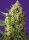 Sweet Seeds Crystal Candy XL ® AUTO - 3 automatisierte Samen