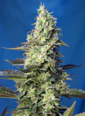 Sweet Seeds Green Poison XL ® AUTO - 3 autoflowering...