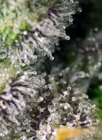 Sweet Seeds Green Poison XL ® AUTO - 3 autoflowering Samen