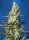 Sweet Seeds Green Poison XL ® AUTO - 3 autoflowering Samen