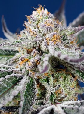 Sweet Seeds Orange Apricot Glue XL ® AUTO - 3...