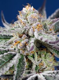 Sweet Seeds Orange Apricot Glue XL ® AUTO - 3 automated seeds