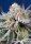 Sweet Seeds Orange Apricot Glue XL ® AUTO - 3 autoflowering Samen