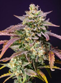 Sweet Seeds Purple Punch OG XL ® AUTO - 3 autoflowering Samen