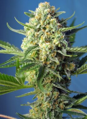 Sweet Seeds S.A.D. Sweet Afgani Delicious® AUTO - 3...