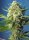 Sweet Seeds S.A.D. Sweet Afgani Delicious® AUTO - 3 automatisierte Samen