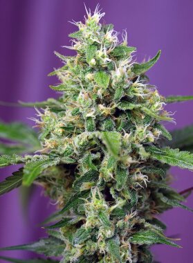 Sweet Seeds Sweet Amnesia Haze XL® AUTO - 3...