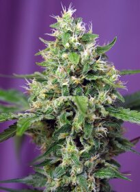 Sweet Seeds Sweet Amnesia Haze XL® AUTO - 3 autoflowering Samen