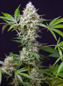 Sweet Seeds Sweet Amnesia Haze XL® AUTO - 3 automated seeds