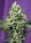 Sweet Seeds Sweet Amnesia Haze XL® AUTO - 3 automated seeds