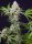 Sweet Seeds Sweet Amnesia Haze XL® AUTO - 3 automatisierte Samen