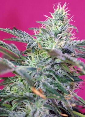 Sweet Seeds Sweet Cheese® AUTO - 3 autoflowering Samen