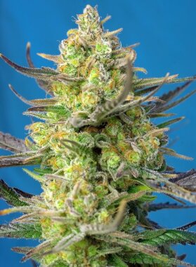 Sweet Seeds Sweet Cheese XL® AUTO - 3 autoflowering...