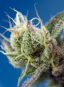 Sweet Seeds Sweet Cheese XL® AUTO - 3 autoflowering Samen