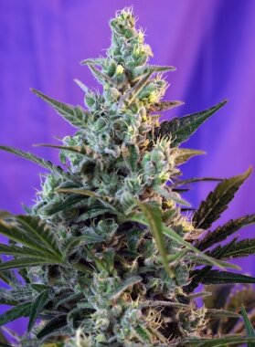 Sweet Seeds Sweet Skunk® AUTO - 3 automated seeds