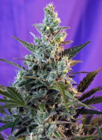 Sweet Seeds Sweet Skunk® AUTO - 3 autoflowering Samen