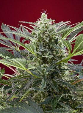 Sweet Seeds Cream 47® - 3 feminisierte Samen