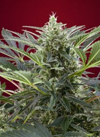 Sweet Seeds Cream 47® - 3 feminized seeds