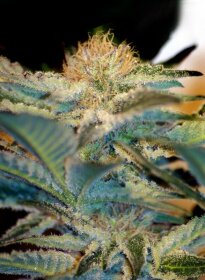 Sweet Seeds Mohan Ram® - 3 feminized seeds