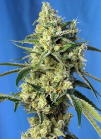 Sweet Seeds Sweet Amnesia Haze® - 3 feminized seeds