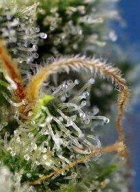 Sweet Seeds Sweet Amnesia Haze® - 3 feminisierte Samen