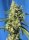 Sweet Seeds Sweet Amnesia Haze® - 3 feminisierte Samen