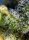 Sweet Seeds Sweet Amnesia Haze® - 3 feminisierte Samen