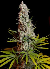 Sweet Seeds Sweet Cheese® - 3 feminized seeds