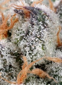 Sweet Seeds Sweet Cheese® - 3 feminisierte Samen