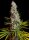 Sweet Seeds Sweet Cheese® - 3 feminisierte Samen