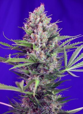 Sweet Seeds Cream Mandarine F1 FAST VERSION - 3...