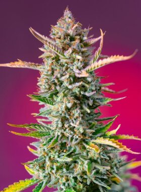 Sweet Seeds Gorilla Sherbet F1 FAST VERSION - 3...