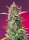 Sweet Seeds Gorilla Sherbet F1 FAST VERSION - 3 feminisierte Samen