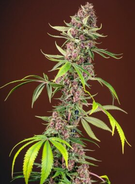 Sweet Seeds Red Mandarine F1 FAST VERSION - 3...