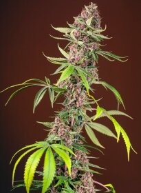 Sweet Seeds Red Tangerine F1 FAST VERSION - 3 feminized seeds