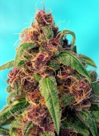 Sweet Seeds Red Mandarine F1 FAST VERSION - 3 feminisierte Samen