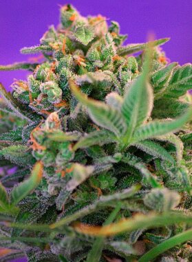 Sweet Seeds Sweet Cheese F1 FAST VERSION - 3 feminisierte Samen