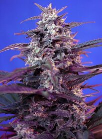 Sweet Seeds Bloody Skunk® AUTO - 3 automated seeds