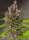 Sweet Seeds Bloody Skunk® AUTO - 3 autoflowering Samen