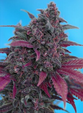 Sweet Seeds Dark Devil AUTO - 3 autoflowering Samen