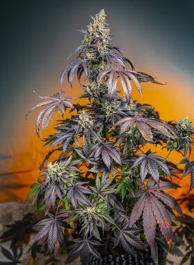 Sweet Seeds Red Gorilla Girl® AUTO - 3 automated seeds