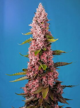 Sweet Seeds Red Hot Cookies® - 3 feminized seeds